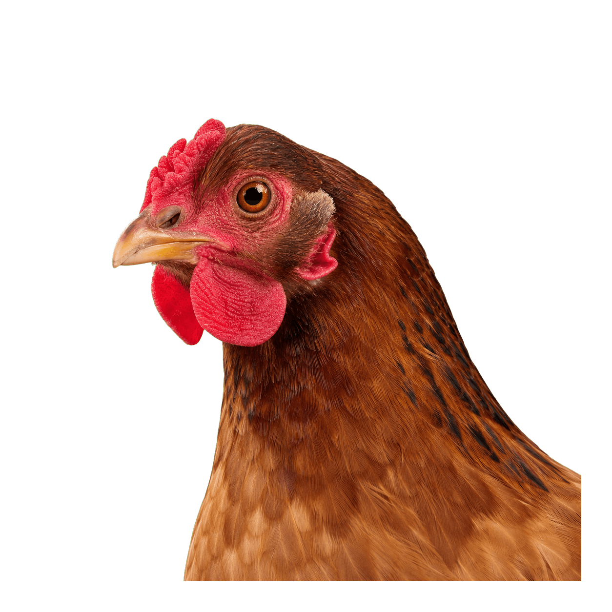 Sprite the chicken
