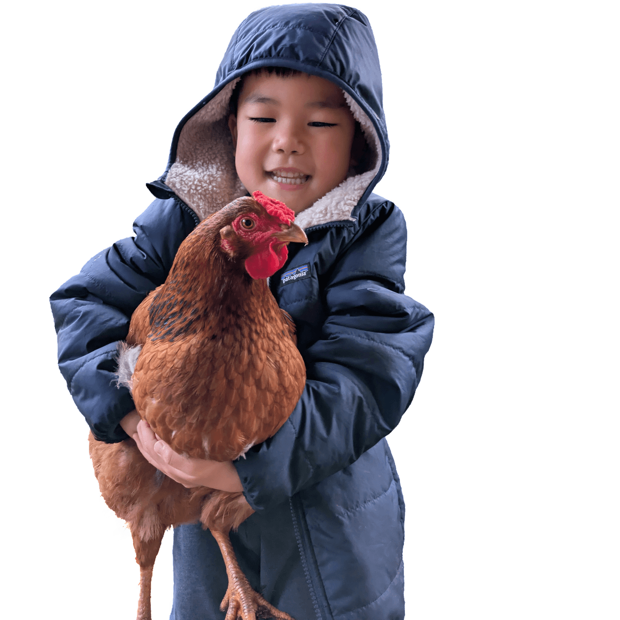 Starry the chicken