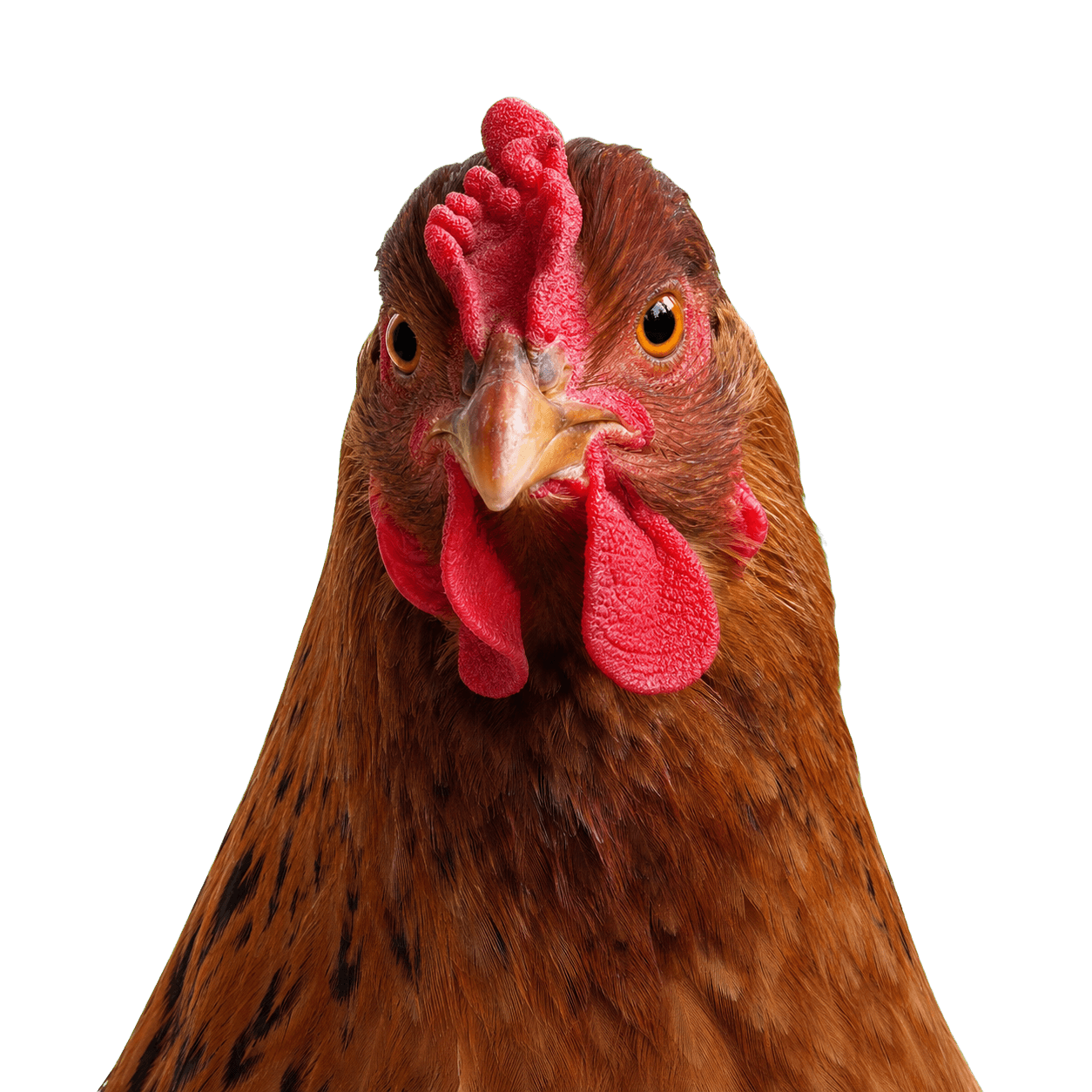 Tea chicken portrait