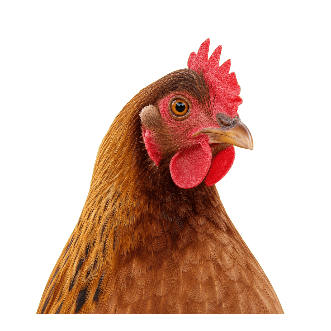 Wawa the chicken